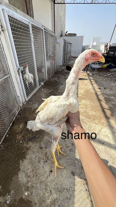 Heera , shamo , ko shamo , red dragon , aseel ,