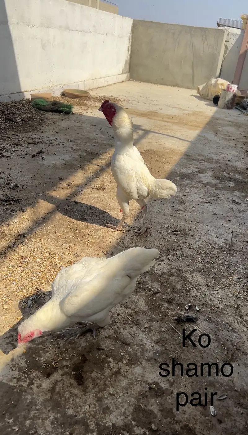 Heera , shamo , ko shamo , red dragon , aseel , — photo 7