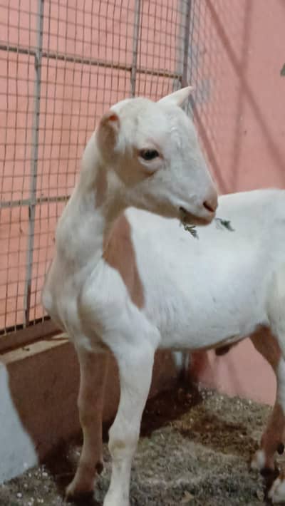 Teady goat
