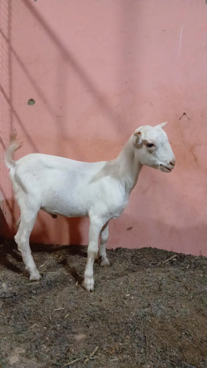 Teady goat — photo 2