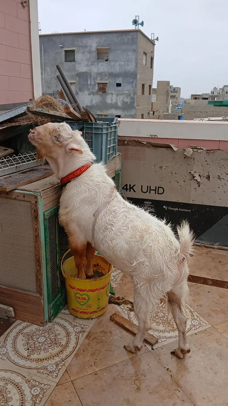 Teady goat — photo 3