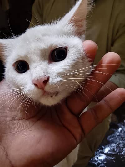 femail cat for sale