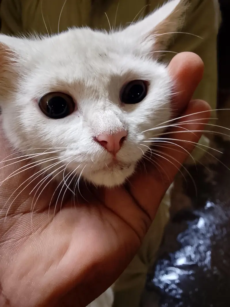 femail cat for sale — photo 2