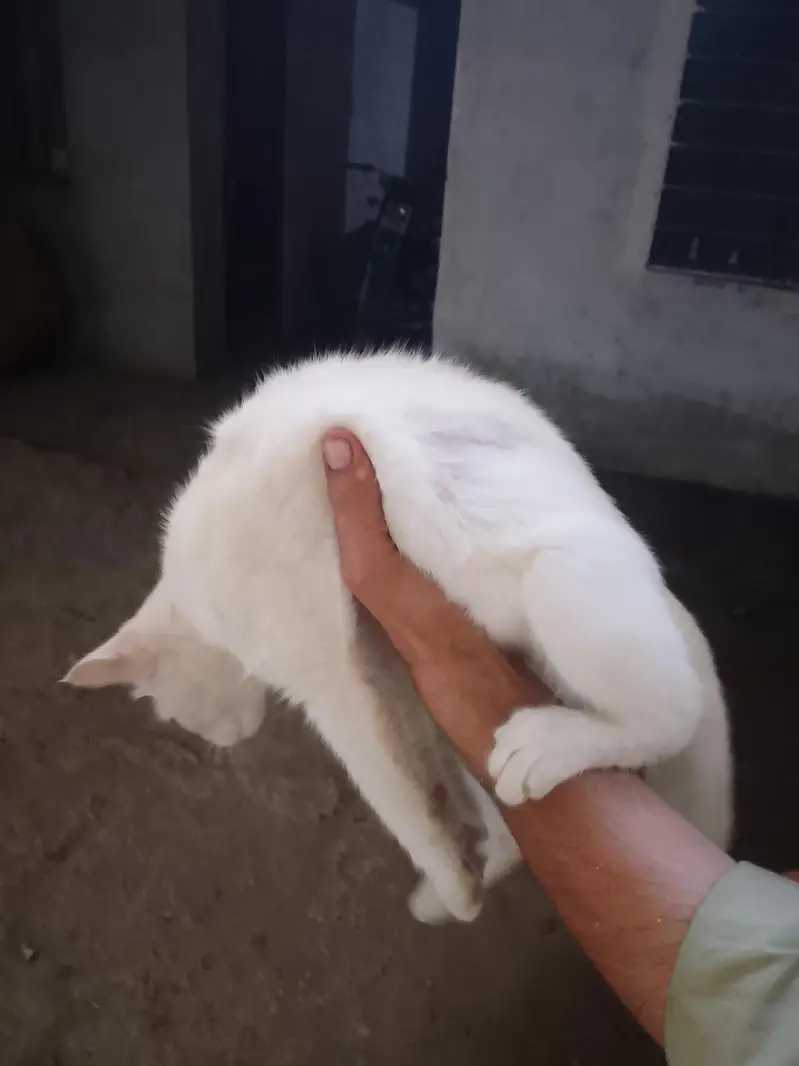 femail cat for sale — photo 3