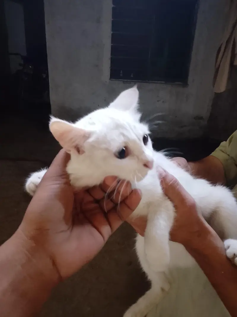 femail cat for sale — photo 4