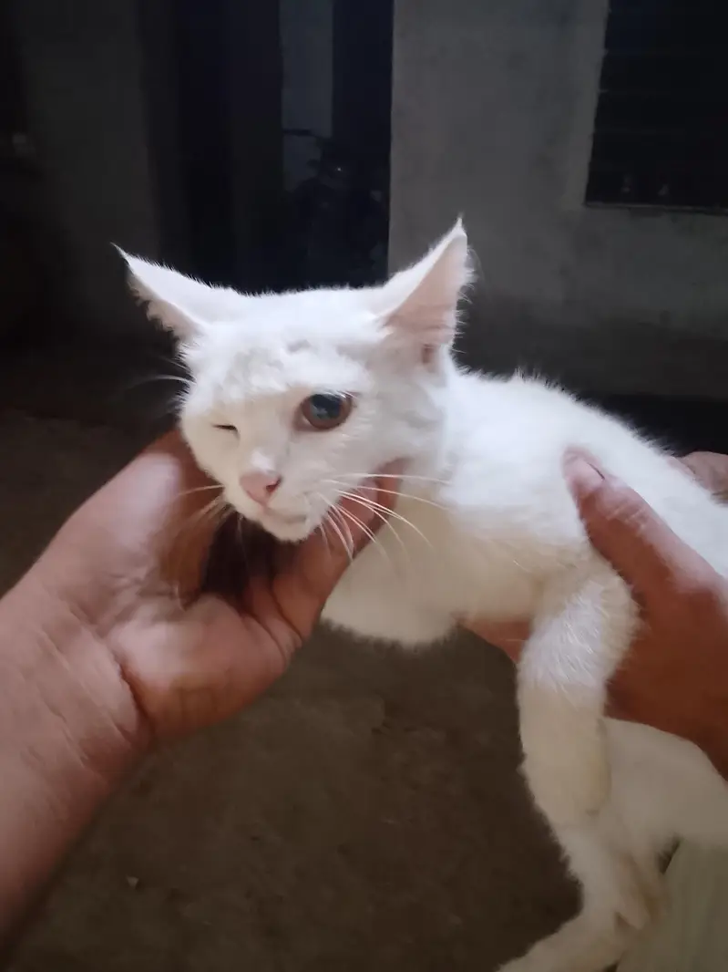 femail cat for sale — photo 5