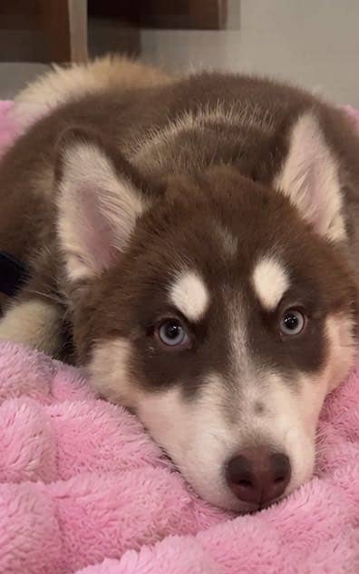 5 Months Old Husky Puppy