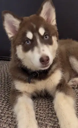 5 Months Old Husky Puppy — photo 2