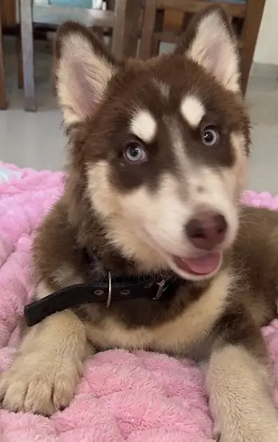 5 Months Old Husky Puppy — photo 3