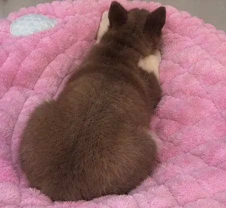 5 Months Old Husky Puppy — photo 4