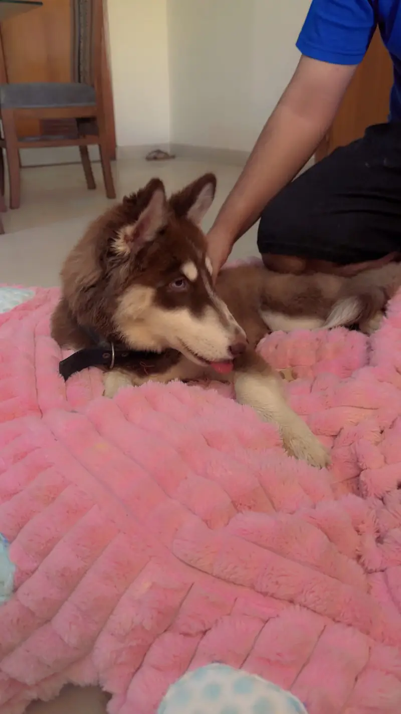 5 Months Old Husky Puppy — photo 5