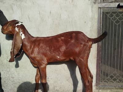 Top Quality Nagra Beetal!  Bakri ! Path ! Goat