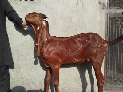 Top Quality Nagra Beetal!  Bakri ! Path ! Goat