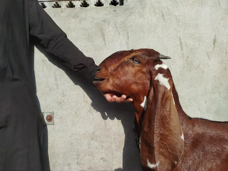 Top Quality Nagra Beetal!  Bakri ! Path ! Goat — photo 2