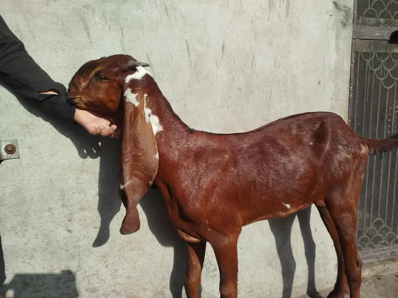 Top Quality Nagra Beetal!  Bakri ! Path ! Goat — photo 3