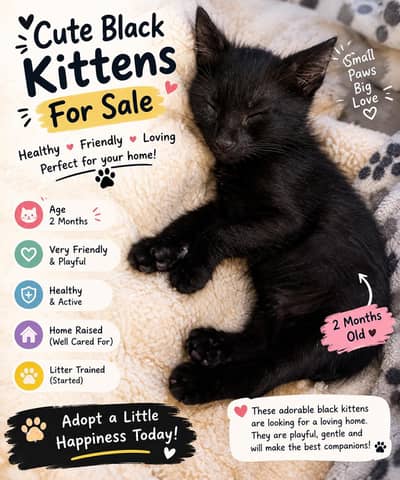 Healthy & Playful Black Kitten Available for Sale!