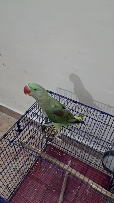 Raw parrot