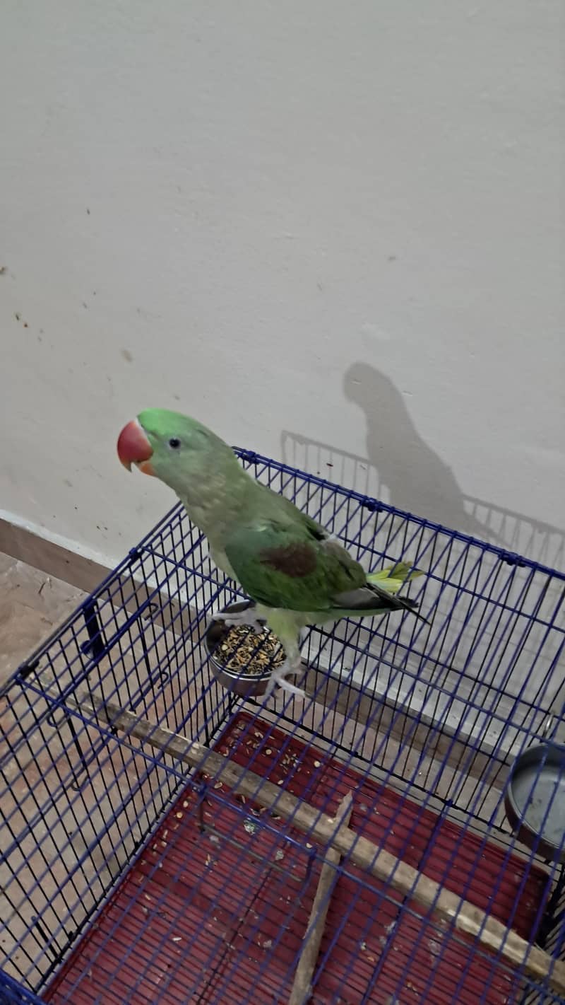 Raw parrot 0