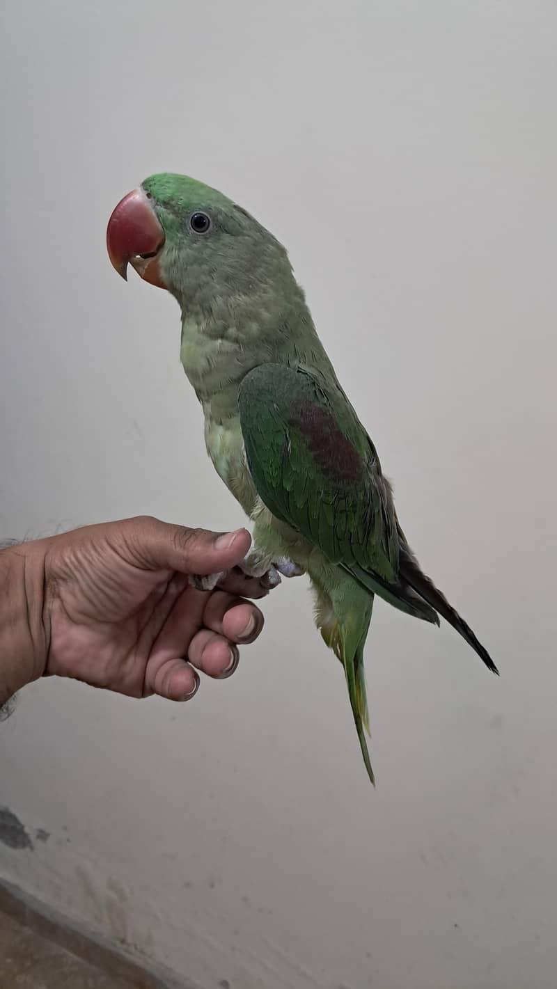 Raw parrot 1