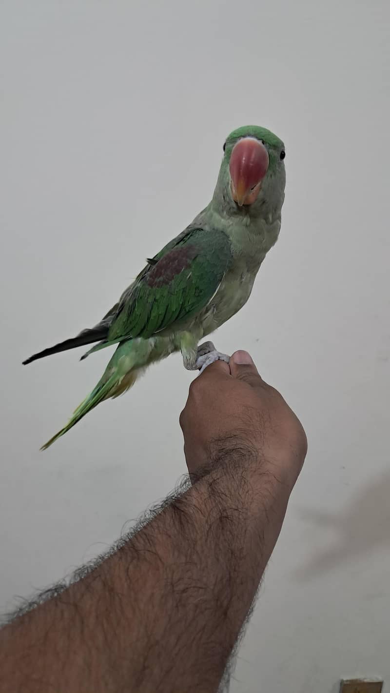 Raw parrot 2