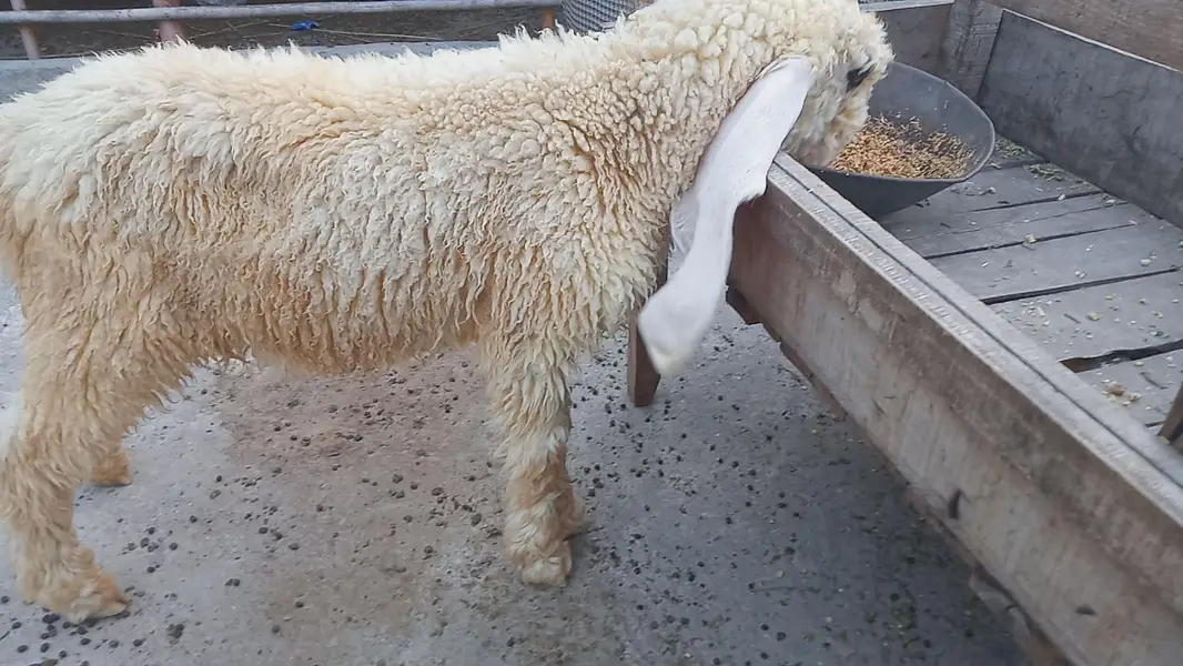 vip pure kajla bacha male for sale — photo 4