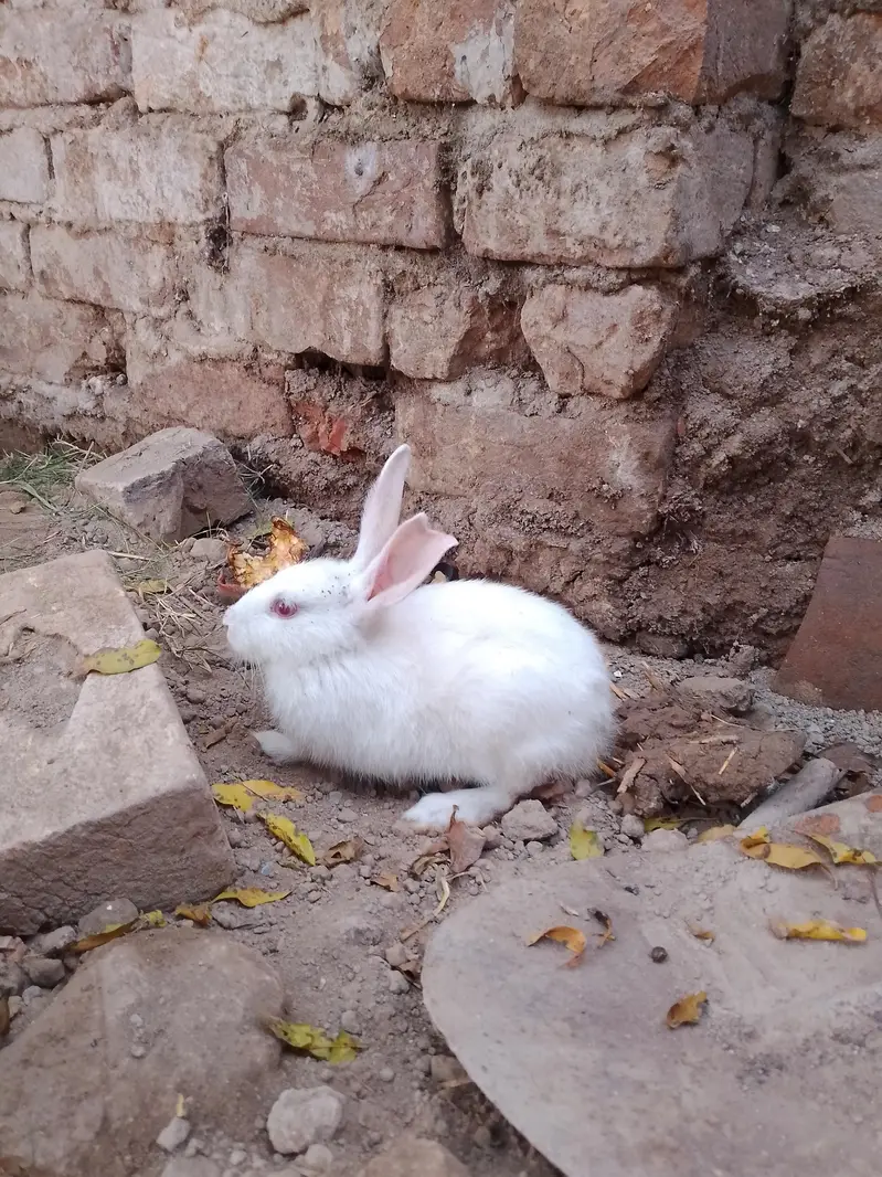 ak jora breeder hy or 2 bachy hy — photo 3