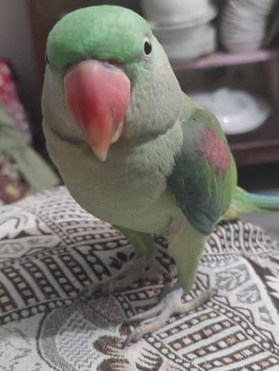 good boy hai