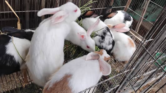 Im selling my rabbits some are new born some are old
