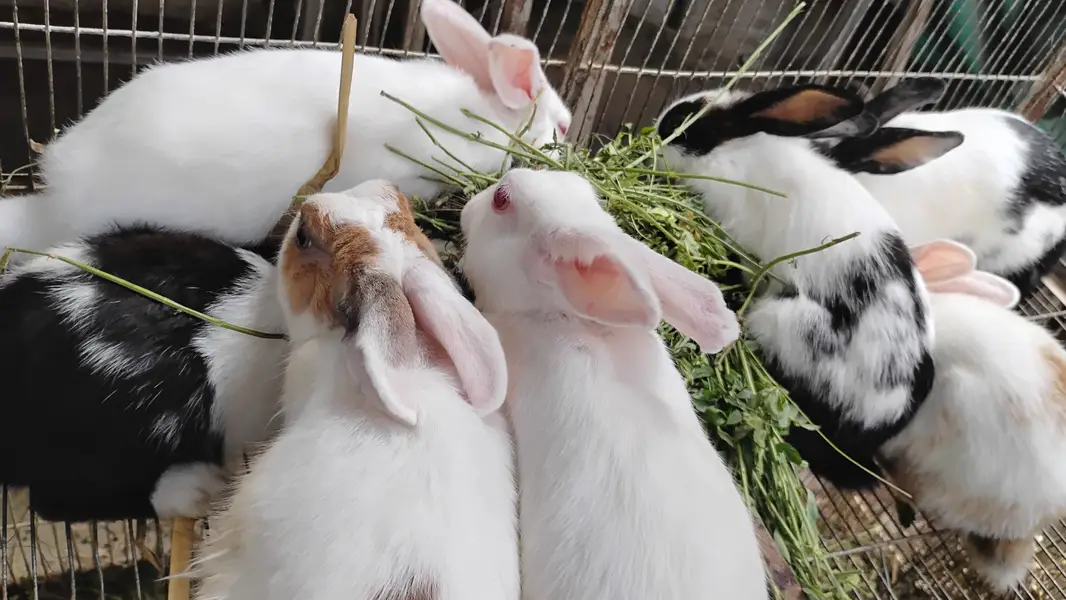 Im selling my rabbits some are new born some are old — photo 2
