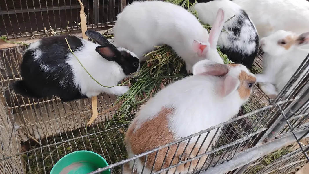 Im selling my rabbits some are new born some are old — photo 3