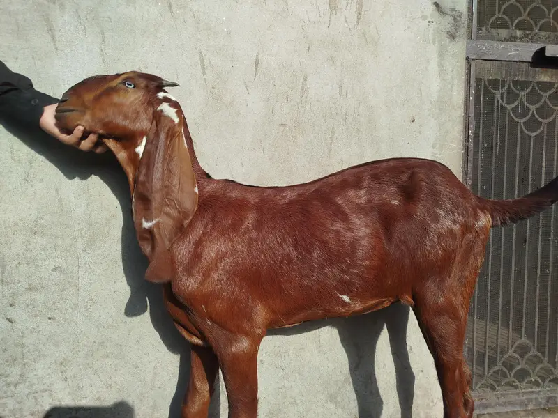 Top Quality Nagra Beetal!  Bakri ! Path ! Goat — photo 4