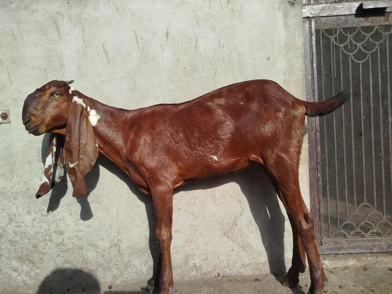 Top Quality Nagra Beetal!  Bakri ! Path ! Goat — photo 5