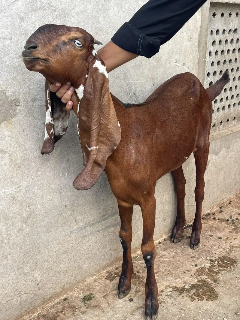 Top Quality Nagra Beetal!  Bakri ! Path ! Goat — photo 6