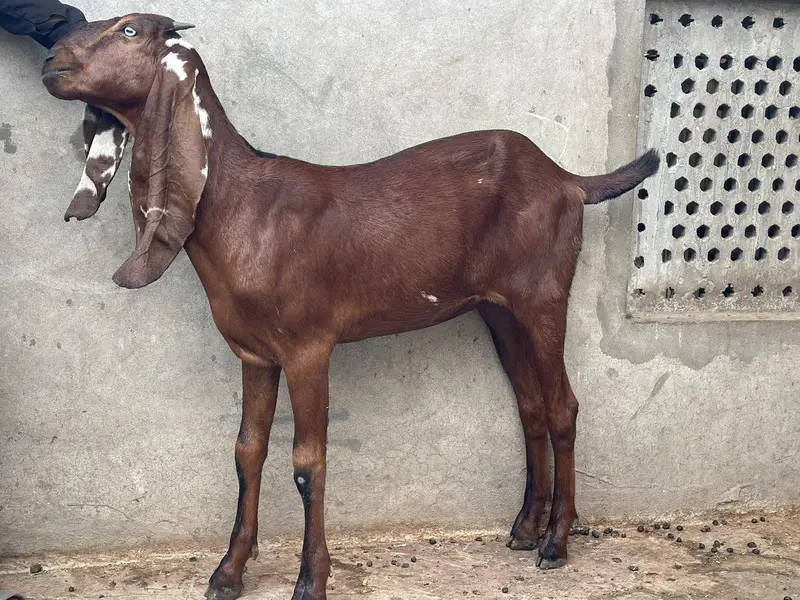 Top Quality Nagra Beetal!  Bakri ! Path ! Goat — photo 7
