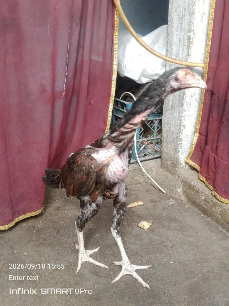 high quality lakha aseel pathy — photo 2