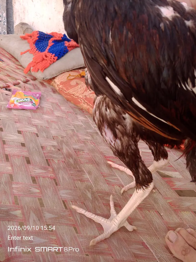 high quality lakha aseel pathy — photo 3