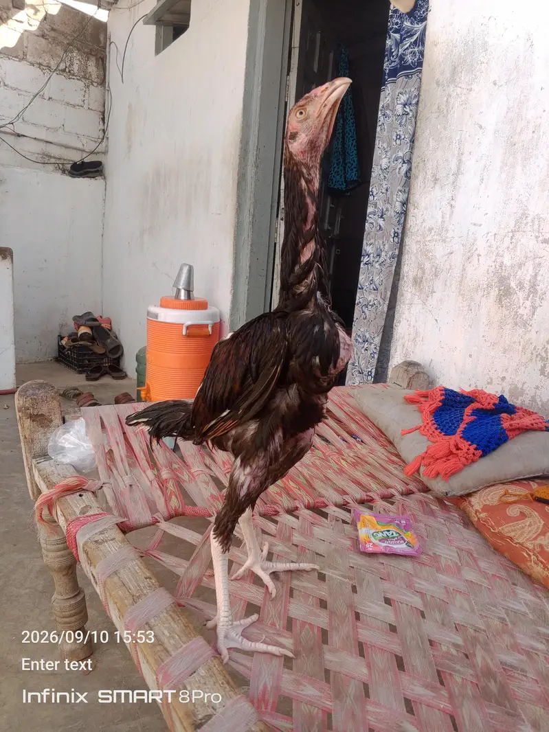 high quality lakha aseel pathy — photo 4
