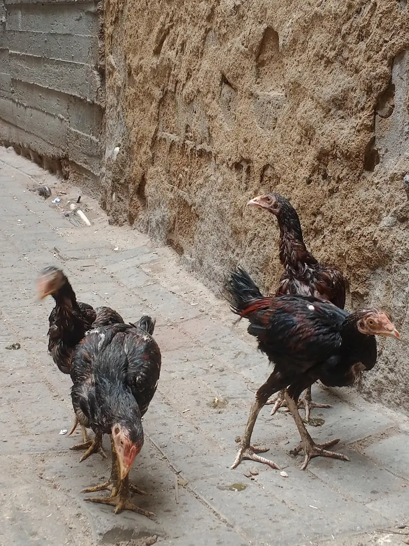 high quality lakha aseel pathy — photo 5