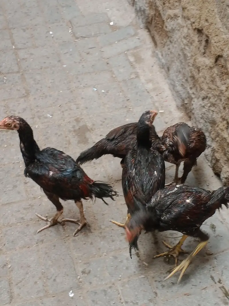 high quality lakha aseel pathy — photo 6