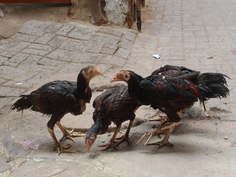 high quality lakha aseel pathy — photo 7