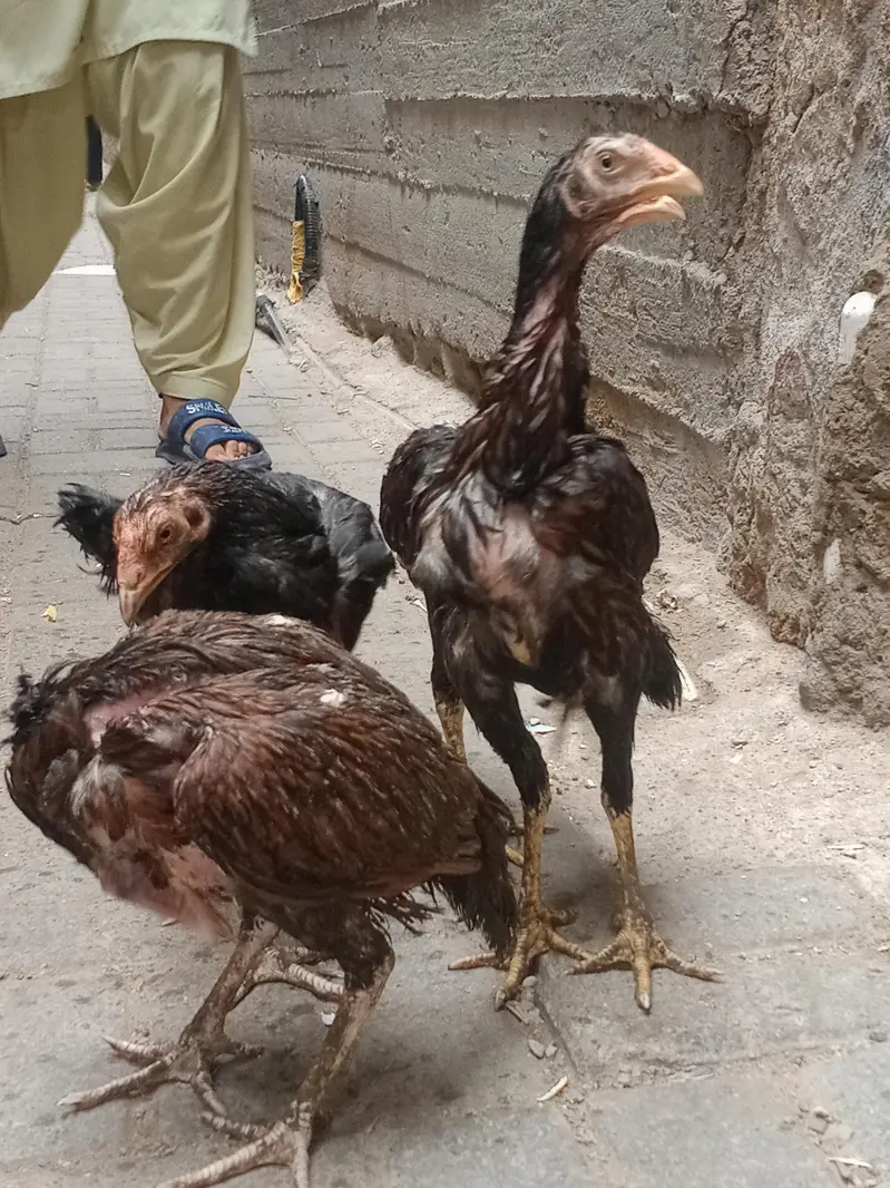 high quality lakha aseel pathy — photo 8