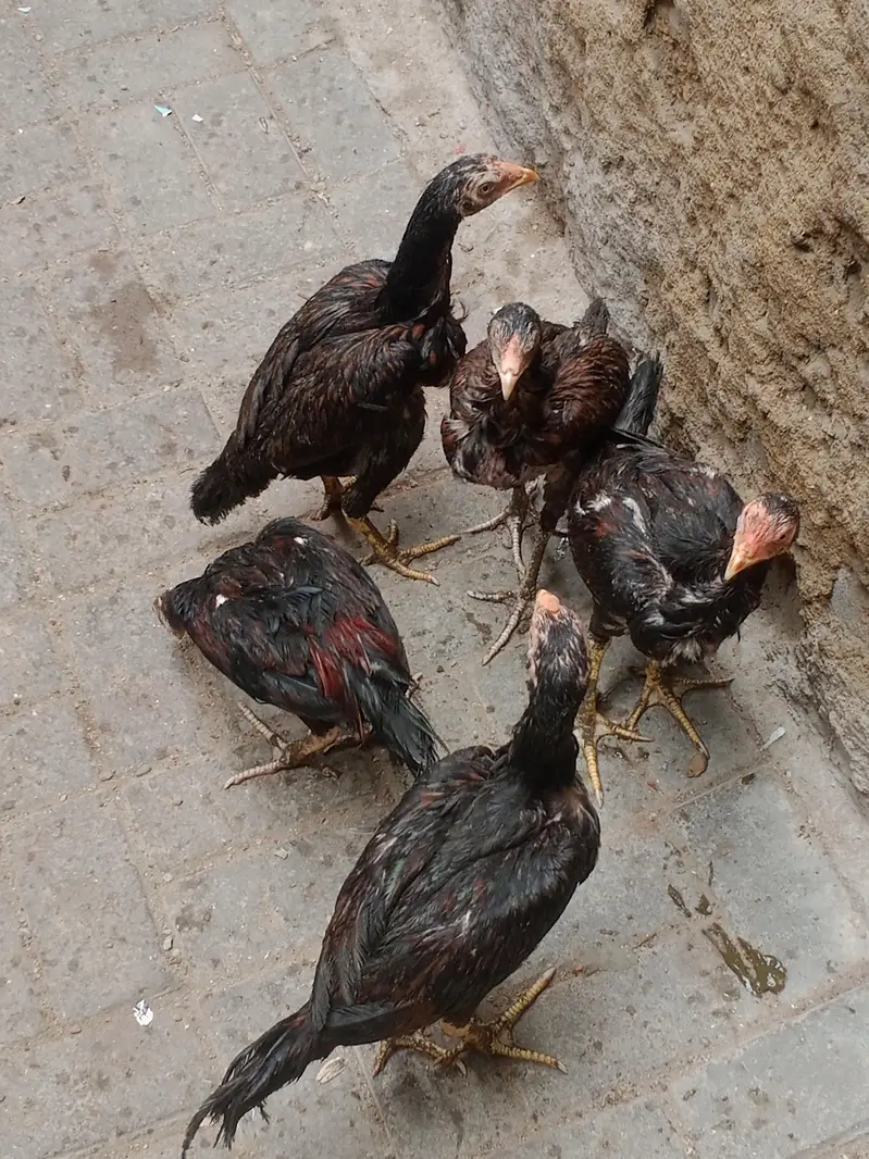 high quality lakha aseel pathy — photo 9