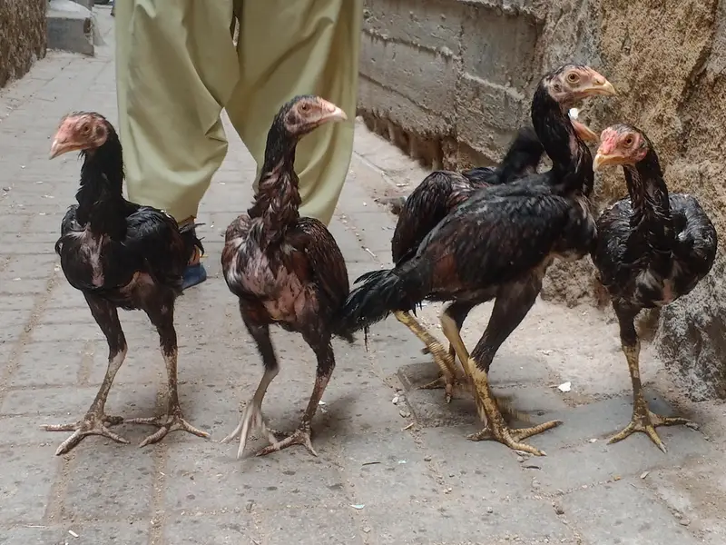 high quality lakha aseel pathy — photo 10