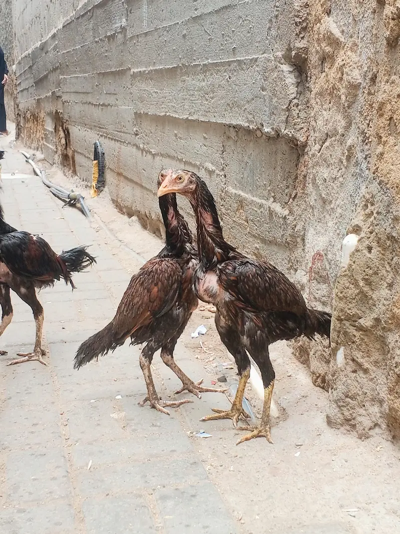 high quality lakha aseel pathy — photo 11