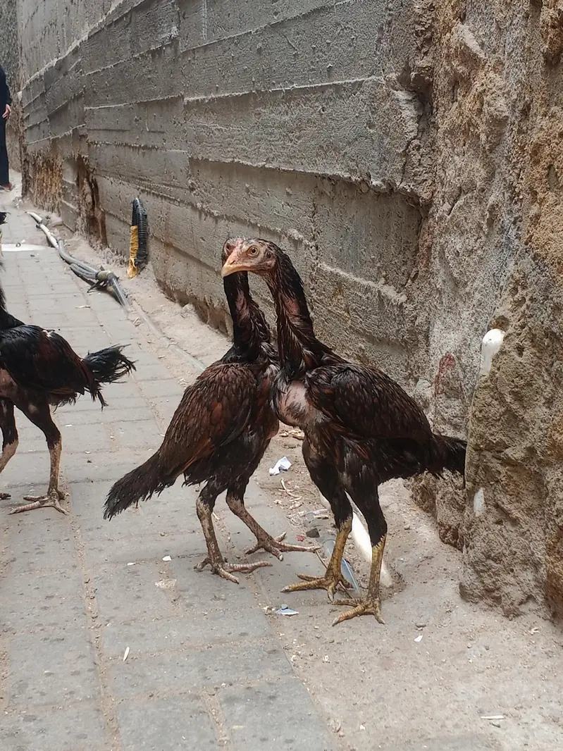 high quality lakha aseel pathy — photo 12
