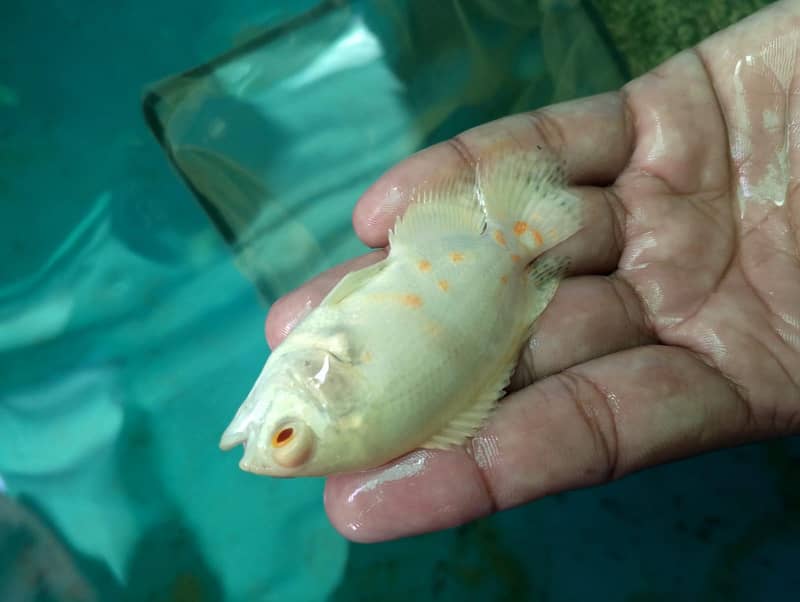 Oscar fish 0
