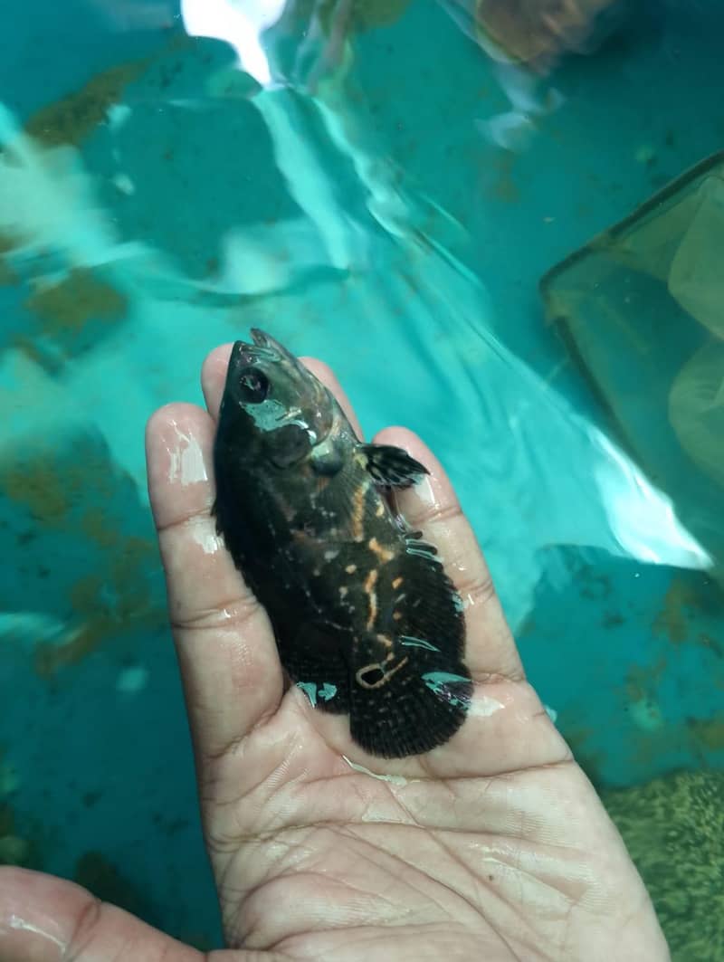 Oscar fish 1