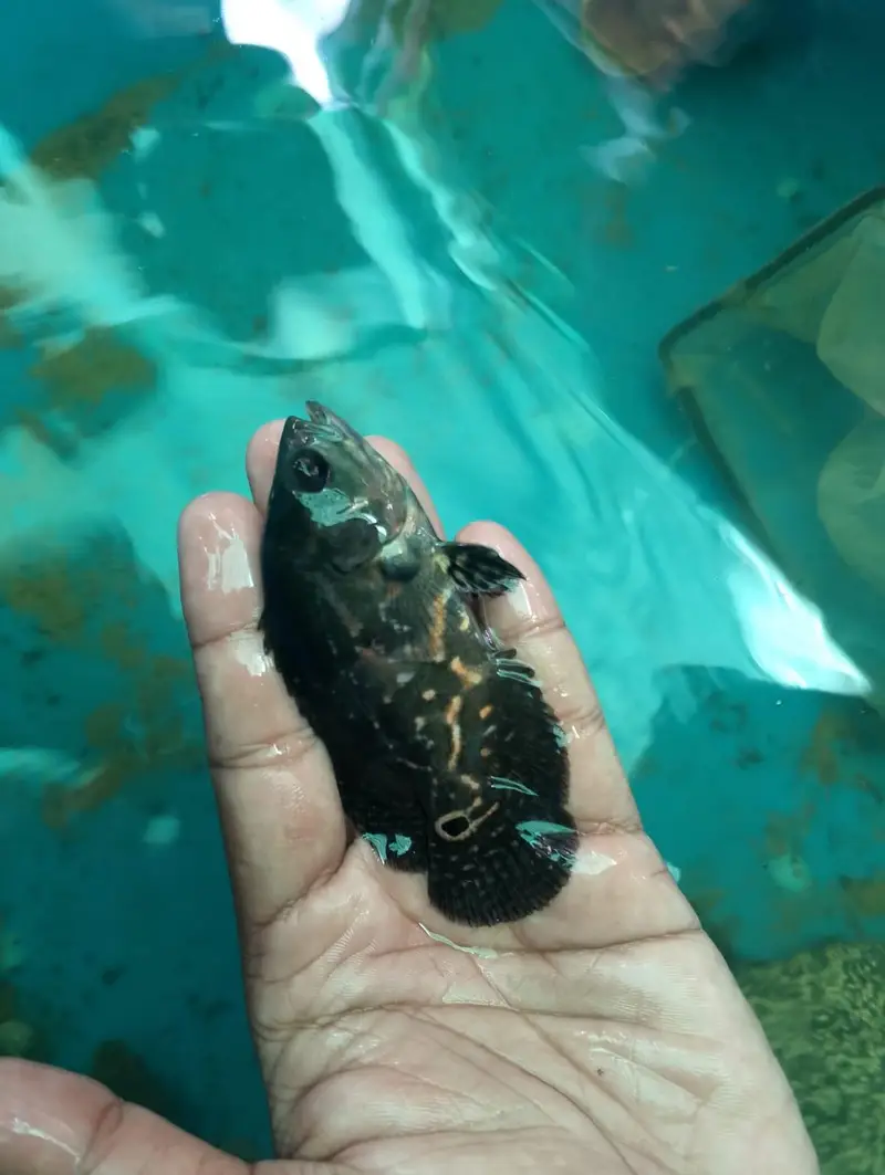 Oscar fish — photo 2