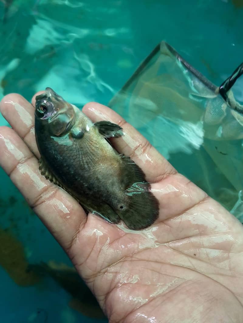 Oscar fish 2