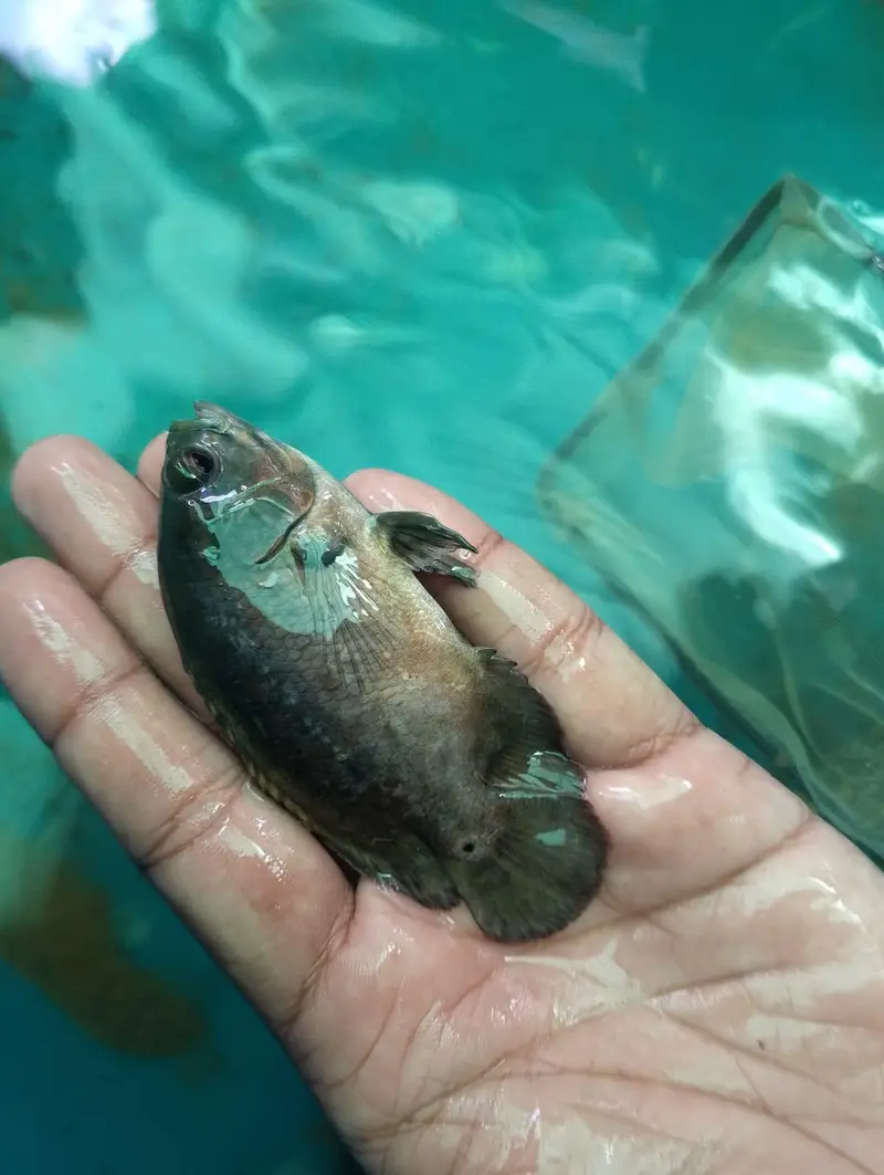 Oscar fish — photo 4
